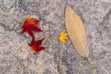 autumn leaves fallen on the ground in the Buddhist temple building