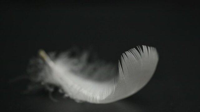 swan feather