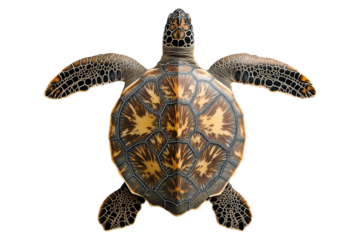 Sea ​​turtle isolated on transparent background. PNG.