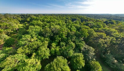 trees in the field