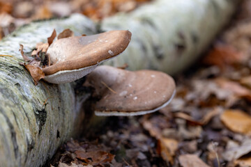 Closeup of mushrooms on a decaying log, surrounded by colorful leaves in a tranquil forest setting
