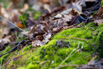 A peaceful and serene closeup view of vibrant green moss adorned with fallen leaves in a tranquil forest landscape