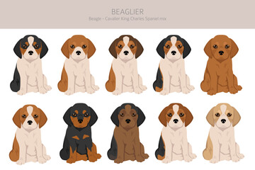 Beagle Cavalier King Charles Spaniel mix. Beaglier clipart. Different coat colors set.  Vector illustration