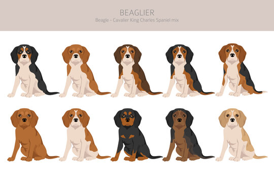 Beagle Cavalier King Charles Spaniel mix. Beaglier clipart. Different coat colors set.  Vector illustration