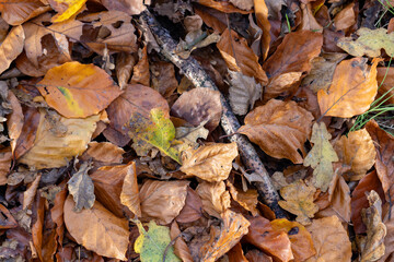 A stunning and beautiful array of fallen autumn leaves in various vibrant hues covering the lush forest floor