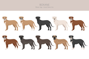 Boxane clipart. Boxer dog Great Dane mix. Different coat colors set.  Vector illustration