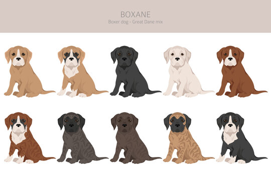 Boxane Images – Browse 10 Stock Photos, Vectors, and Video | Adobe Stock