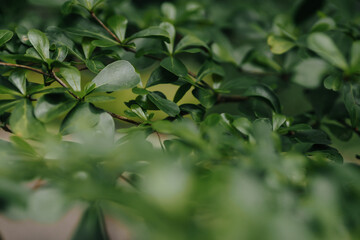 Terminalia mantaly (Also called Madagascar Almond) , good for background