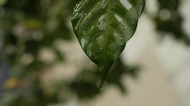 A refreshing view of dew-covered leaves in a lush green environment