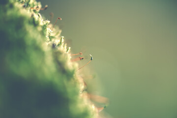 Macro closeup of moss sporophytes growing on a soft green bed