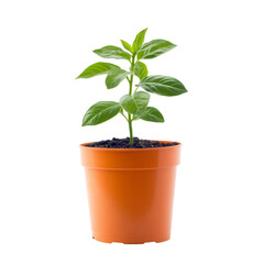 Fototapeta premium Small Green Plant in Bright Orange Pot on transparent Background