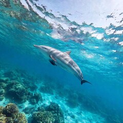 Fototapeta premium A breathtaking underwater scene showing a dolphins swimming gracefully above a coral reef