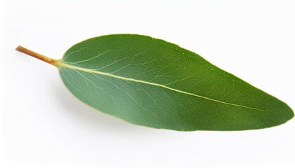 Obraz premium fresh eucalyptus sprig cut out