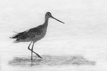 Black and white image of a marbled godwit