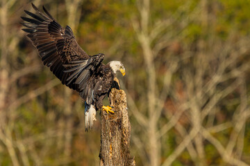 An American Bald Eagle landing an a tree branch