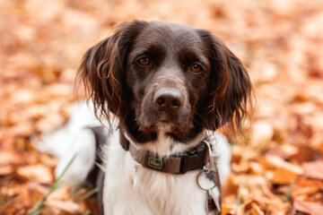 Kleiner Münsterländer sitzend im Herbstlaub.