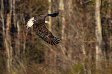 An American Bald Eagle flying near a forest