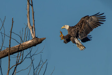 An American Bald Eagle landing an a tree branch