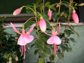 pink blooming fuchsia plant close up