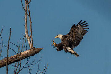 An American Bald Eagle landing an a tree branch