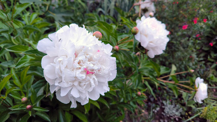 white peony flower in bloom close up