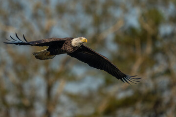 An American Bald Eagle flying near a forest