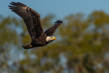An American Bald Eagle flying near a forest