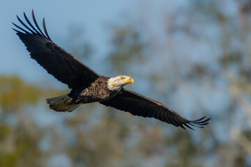 An American Bald Eagle flying near a forest