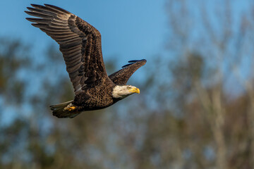 An American Bald Eagle flying near a forest