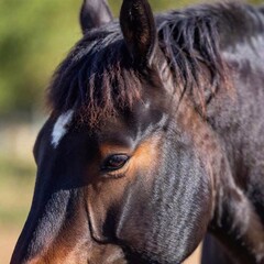 horse in the field. farm animals