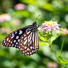 Obraz premium A macro photo of a butterfly with its wings partially open, soft focus creating a dreamy, ethereal backdrop, low angle shot making the butterfly appear majestic against the soft, blurred colors of its
