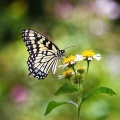 Naklejka premium A macro photo of a butterfly perched on a wildflower, soft focus softly blending the flower into the background, low angle shot looking up toward the butterfly, highlighting its elegance and delicate 