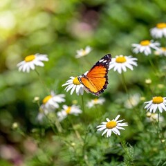 Obraz premium A full shot photo of a butterfly hovering above a patch of daisies, soft focus blending the background into a colorful bokeh, high angle shot capturing the full body of the butterfly in flight, wings 