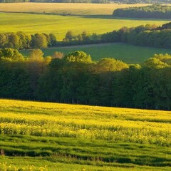 an extreme long shot, birds-eye-view of a dandelion field at sunset. Capture the dandelions in deep focus with the warm, golden light casting long shadows, and include the surrounding landscape like r