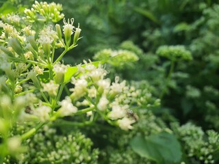 flowers in the garden in spring