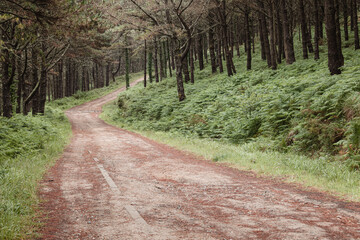 Serene Forest Path in Camariñas, Galicia