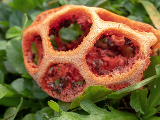 Latticed stinkhorn, clathrus ruber, basket stinkhorn, or red cage fungus in the family Phallaceae