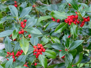 Ilex aquifolium or Christmas holly plant branches with bright red berries and glossy green foliage