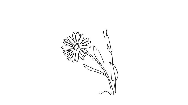 Animated self drawing of continuous line draw of beauty fresh calendula for home wall decoration poster. Printable decorative marigold flower for greeting card ornament. Full length one line animation