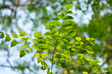 Vibrant green leaves in nature close-up photography outdoor environment freshness concept