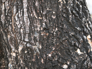 Exploring the texture of tree bark nature walk photography outdoor environment close-up view natural patterns