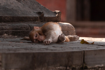 Monkeys at Pashupatinath Temple in Kathmandu Nepal