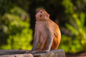 Fototapeta premium Monkeys at Pashupatinath Temple in Kathmandu Nepal