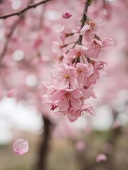 Obraz premium Pink sakura petals falling gently on a blurred background, nature