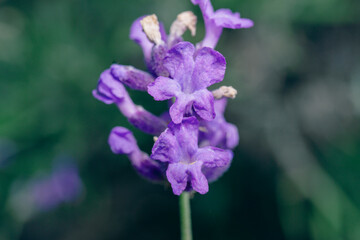 lavender in the garden shot close-up, macro photo