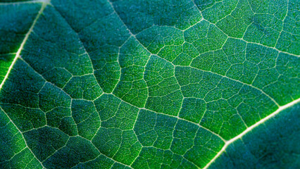Paulownia leaf texture macro photo