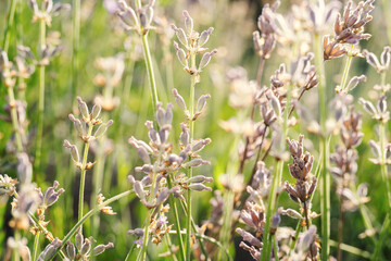 lavender in the garden shot close-up, macro photo