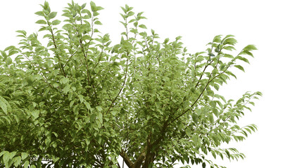 Dipterocarpus alatus Tree png transparent. 3D rendering