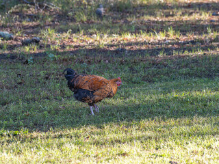 Free Range Chicken in a backyard in a rural area of southeast Texas.