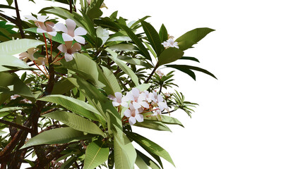 Frangipani flower png transparent. 3D rendering